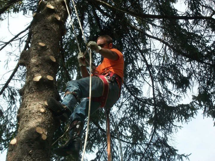 Martins Tree Service climber working high in a spruce tree