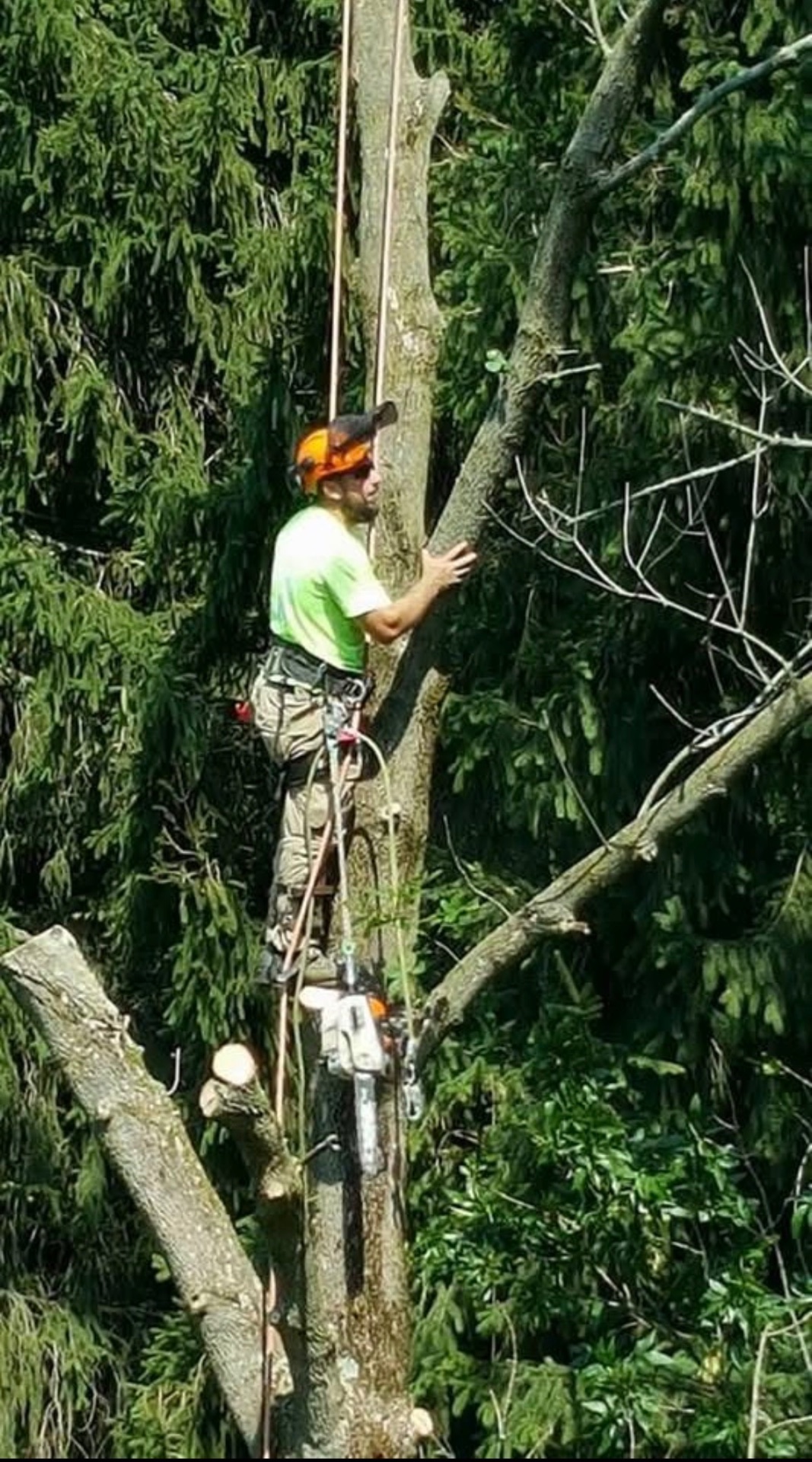 Martins Tree Service climber rigging a large limb with a chainsaw