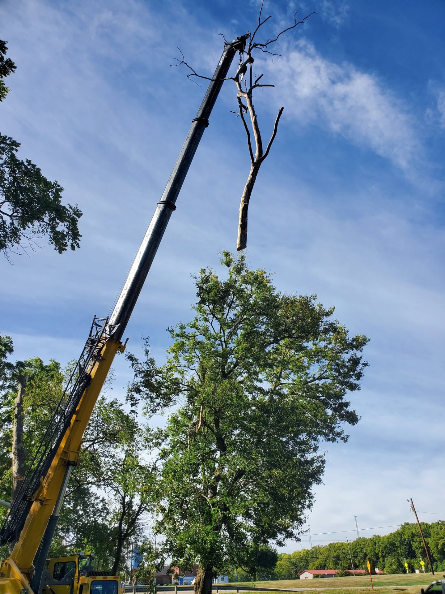 Tree Removal